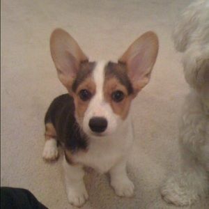 Meet your Posher, Tommy